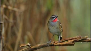 雨天的野鴝 Siberian Rubythroat [upl. by Noiram]