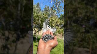 Feeding Chipmunk and Chickadee that live in the backyard shorts [upl. by Halliday]