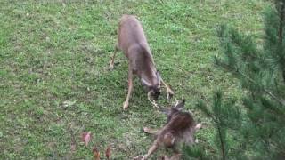 Archery Season 2010 Bow Hunting Pennsylvania 2 [upl. by Enahsed]