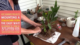 Mounting a Staghorn Fern  the easy way [upl. by Dorkas950]