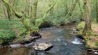 Bruit de la rivière et chants doiseaux Relaxation 1 [upl. by Missy]