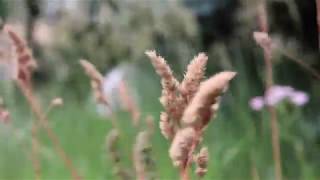 ORCHARDGRASS Dactylis glomerata [upl. by Helsie846]