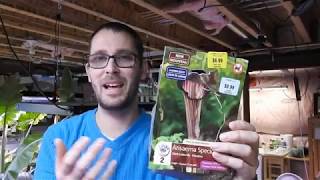 Planting Arisaema Rhizomes  Giant Cobra Lily [upl. by Norb]