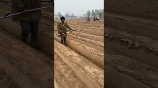 Farmland irrigation hose laying process [upl. by Ecnahs]