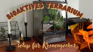 Bioaktives Terrarium für Kronengeckos einrichten [upl. by Charteris241]