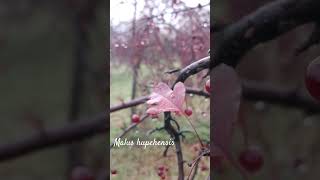 Funny malus hupehensis or Chinese crab apple shorts herbarium snow [upl. by Rezal]