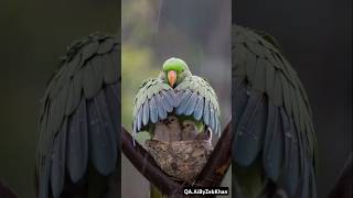 Being Mother is Not Easy  Parrot Protects her Babies From Rain 🌧️ 🌧️ 🦜 [upl. by Yeniffit]