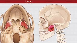 Infratemporal Fossa Animation [upl. by Luedtke651]