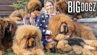 Tibetan Mastiffs  The 200lbs Bear Dogs  BIG DOGZ [upl. by Zollie241]