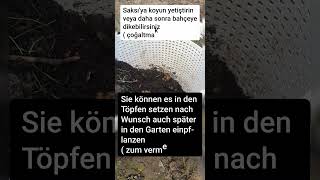 Ingwer pflanzen züchten Zencefil fidelemek yetiştirmek Planting ginger [upl. by Enra107]