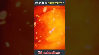 what is a hookworm shorts viral trending hookworm [upl. by Nesnah731]