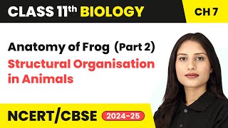 Anatomy of Frog Part 2  Structural Organisation in Animals  Class 11 Biology Ch 7  CBSE 202425 [upl. by Nilram260]