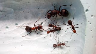 Boosting Formica Pratensis ant colony size [upl. by Goulden]