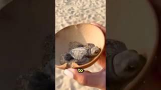 Never Buy Baby Sea Turtles 😱🐢 [upl. by Newsom]