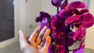 Come coltivare le orchidee Phalaenopsis [upl. by Ralfston]