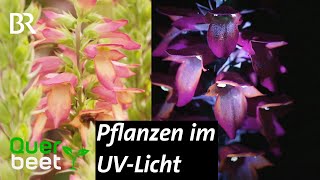 Pflanzen aus Insektensicht [upl. by Raynold726]