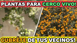 5 Plantas para Cerco Vivo de RÁPIDO Crecimiento  Privacidad en tu Jardín  Parte 2 [upl. by Quintessa]