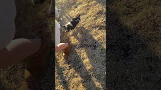 Springer spaniel pups chasing their favorite girl [upl. by Cornie]