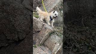 Cairn Terrier dogs rock climbing adventure [upl. by Cailean]