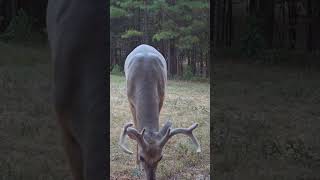 Impressive Buck Spotted East of the Pond  Trail Cam Footage [upl. by Graehme473]