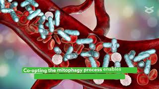 Understanding how mitophagy regulates innate immune responses triggered by mitochondrial stress [upl. by Raddi]