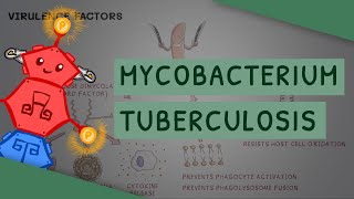 Mycobacterium tuberculosis  TB [upl. by Irolam391]