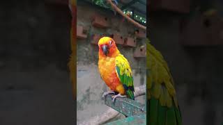 Sun conure parrot 🦜 nature wildsafari animals savewildlife travel parrot birds [upl. by Sharma594]