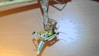 Praying mantis eats locust BEST KILL EVER [upl. by Hareehahs162]