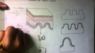 DIGESTIVO Histología del Intestino Delgado [upl. by Haidebez]