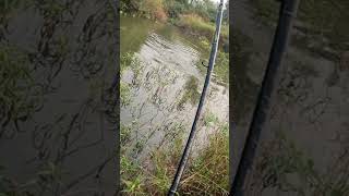 Frog Lure fishing fishingvideo zainfisher shorts [upl. by Ioves]