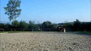 Training Dressurhaflinger Amani  Starker Trab 2011 [upl. by Julis]