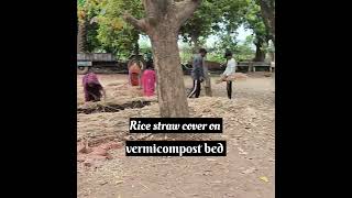 Rice straw cover on Vermicompost bed earth booster organic bharuch vermicomposting organic [upl. by Fanning]