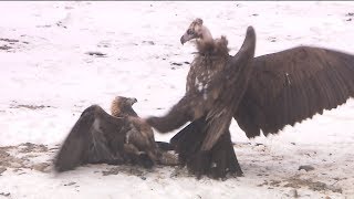 Angry birds Battle between goose eagle caught on camera [upl. by Kennith]