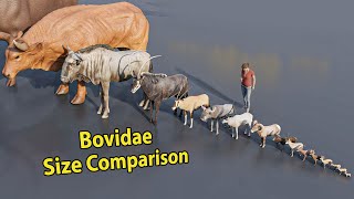 Bovidae Size Comparison  Rodents size comparison  3D Animation animation animals [upl. by Servais840]