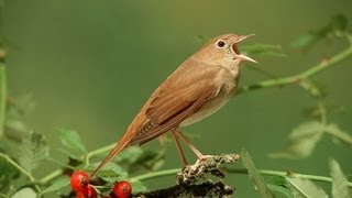 Nachtegaal  Common Nightingale singing [upl. by Dougall427]