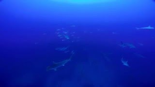 Hammerhead Sharks of the Revillagigedo Islands Socorro Pacific  Nautilus Belle Amie [upl. by Uke]