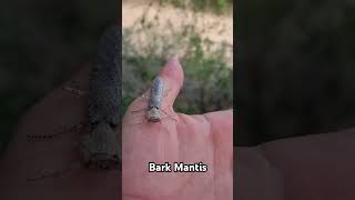 Unbelievable creature mantis mantissa natural animals insects calming reggae bobmarley [upl. by Sabian]