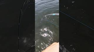 Fishing LIVE SHRIMP for BIG FISH shorts [upl. by Aire232]