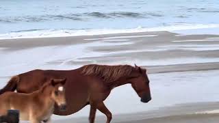 Wild horses at the outer banks [upl. by Wiersma]