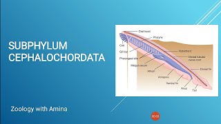 Phylum Chordata Subphylum Cephalochordata [upl. by Dallon]