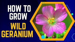 How to Grow the Beautiful Wild Geranium in Your Garden [upl. by Sedgewake297]