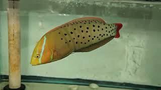 Formosa Wrasse 299 [upl. by Haronid]