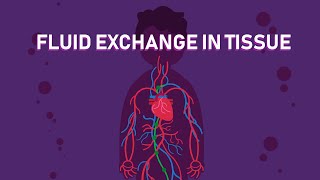 How The Exchange of Body Fluids in Tissues Happens  Biology [upl. by Gelb46]