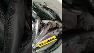 FRESH SARDINELLA FISH 🐟video shortvideos trending viralvideos [upl. by Eram]