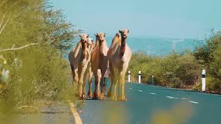 StockAmbacom  Yabello Camels Walking in Asphalt Road  Free Ethiopian Stock Footages [upl. by Ellerehc]