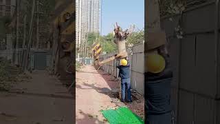 Tree transplanting process with a crane [upl. by Ulphiah]