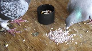 Starting To Raise Pigeons  Basic Starter Care Advice [upl. by Nyrem901]