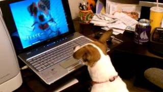 Jasmine watches Jesse in the Jack Russell Christmas Video [upl. by Lydie]