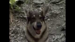 The Littlest Hobo Season 5 Episode 11 Sartech Part 2 [upl. by Annair]