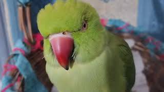 My Mithu has Blue Eyes angry parrot [upl. by Damal]